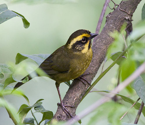 Yellow-striped brush finch